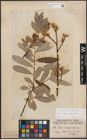 Foto von Salix caprea L. x Salix eleagnos Scop.
